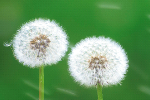 Klientenzentrierte Gesprächstherapie © Microsoft ClipArt Gallery (Ausschnitt)