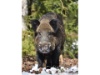 Wildschwein