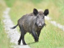 Wildschwein